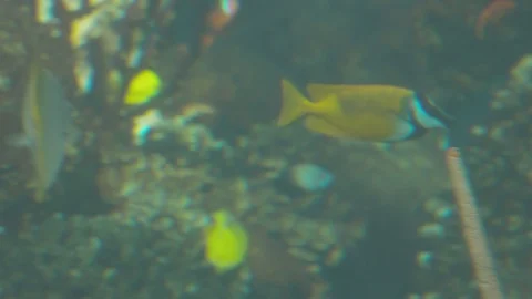 Various Tropical Fish of Pacific Ocean Stock Footage 86664247