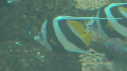 Various Tropical Fish of Pacific Ocean Stock Footage 86664256