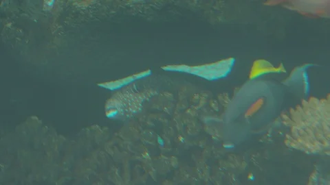 Various Tropical Fish of Pacific Ocean Stock Footage 86664262