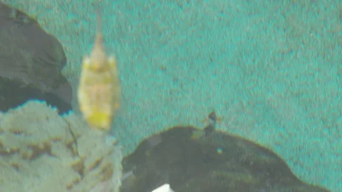 Various Tropical Fish of Pacific Ocean Stock Footage 86664395