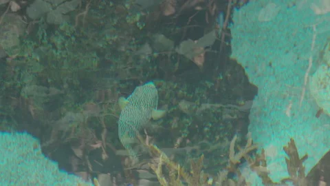 Various Tropical Fish of Pacific Ocean Stock Footage 86664431