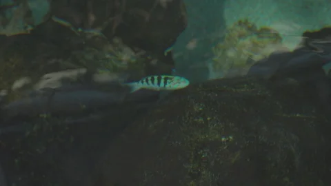Various Tropical Fish of Pacific Ocean Stock Footage 86664444