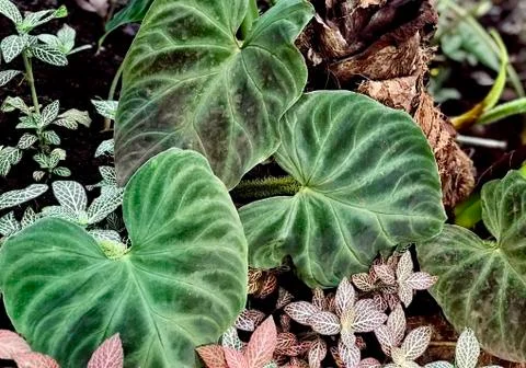 Various tropical leaves composition Foto stock
