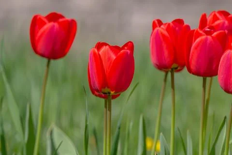 Various tulips Foto stock