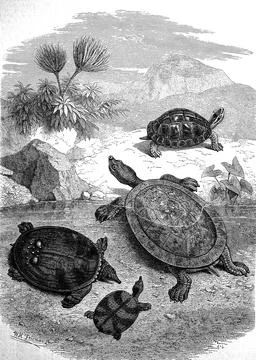 Various turtles on the beach of Java around 1880 digitally restored Stock Illustration