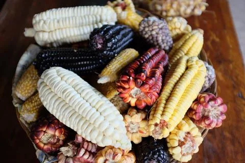 Various type of Corn Cobs Stock Photos