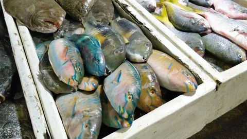 Various type of fish for sale Stock Footage 87137472