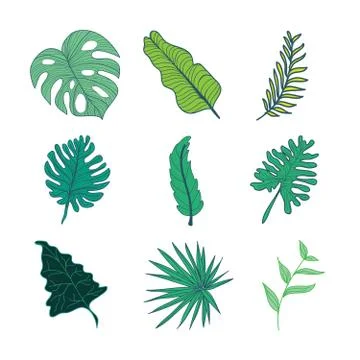 Various Type of Tropical Leaves Hand Drawn Illustration Asset Set Stock Illustration