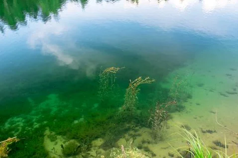 Various types of algae in clear clear water in the coastal area of the lake with Stock Photos