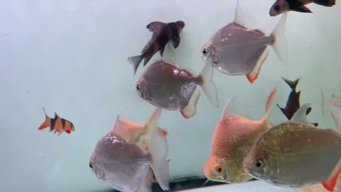 Various types and shapes of fish are displayed in one aquarium. Stock Footage 327253498