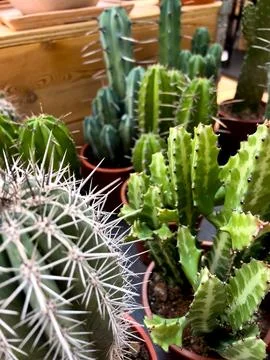 Various types of cacti are arranged in terracotta pots, showcasing their uniq Stock Photos