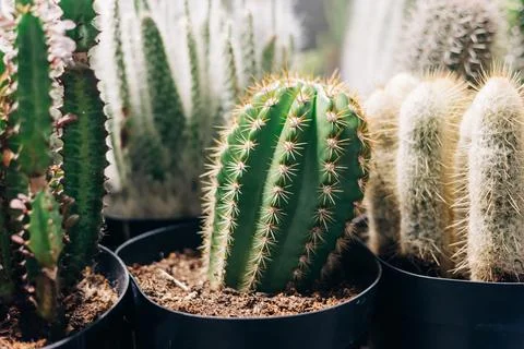 Various types of cacti growing in pots in a bright indoor garden setting Stock Photos