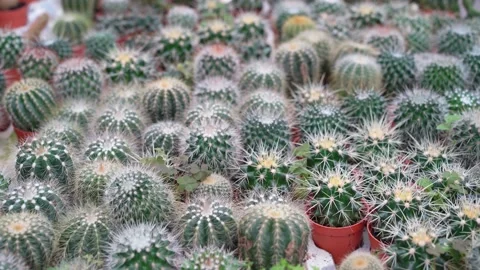 Various types of cactus in the garden. Stock Footage 252179012