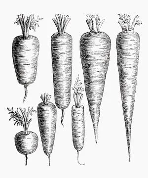 Various types of carrot (illustration) Illustrazione stock