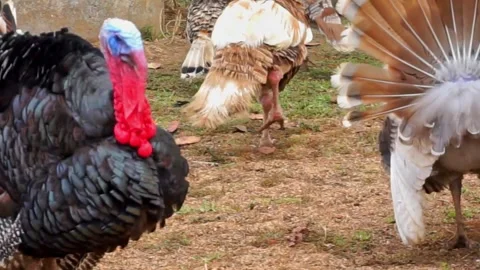 Various types of chickens in one cage Stock Footage 255100763