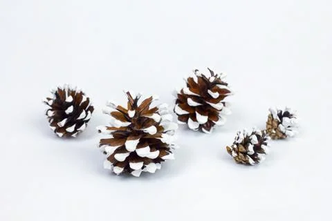 Various types of cones. Stock Photos
