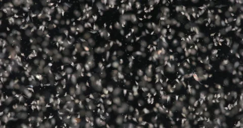 Various types of Copepoda and their larvae close up.  White Sea. Stock Footage 295745697