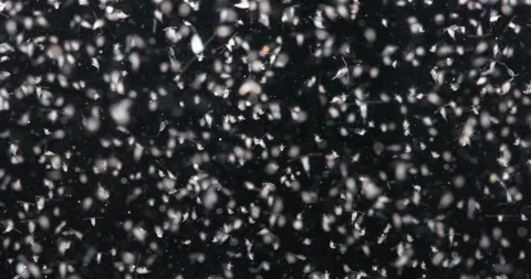 Various types of Copepoda and their larvae close up. Zooplankton and plankton Stock Footage 295915840