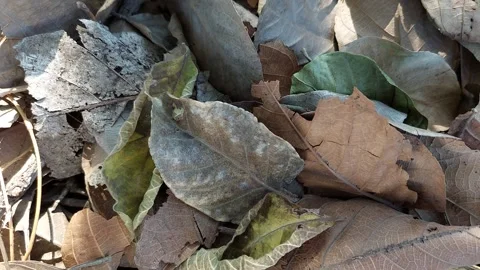 Various types of dry leaves Stock Footage 260534640