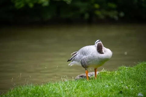 Various types of  ducks in the middle of munich's english garden Stock Photos