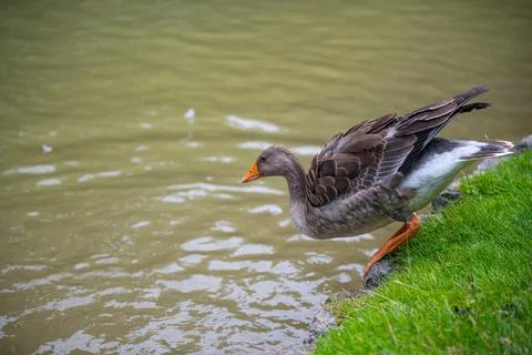 Various types of  ducks in the middle of munich's english garden Фото