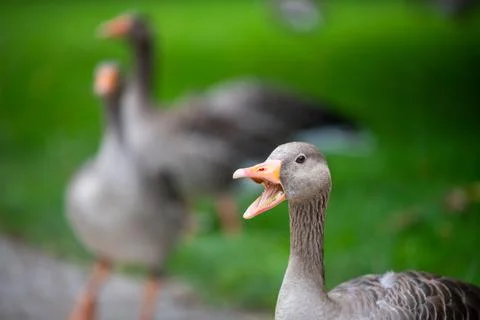 Various types of  ducks in the middle of munich's english garden Stock Photos