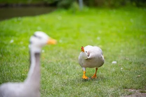 Various types of  ducks in the middle of munich's english garden Stock Photos