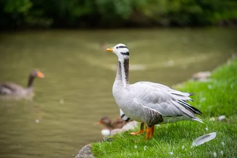 Various types of  ducks in the middle of munich's english garden Stock Photos