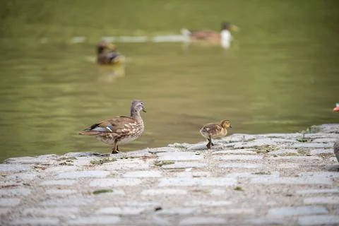 Various types of  ducks in the middle of munich's english garden Stock Photos