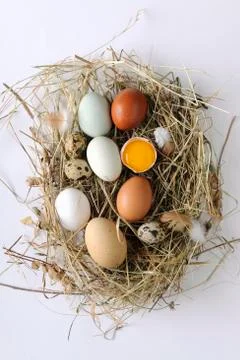 Various types of eggs on hay Stock Photos