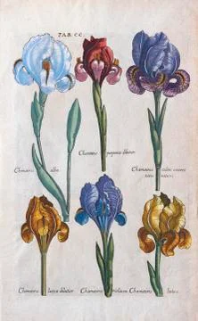 Various types of errors Iris hand  coloured copper engraving by Matthaeus 写真素材