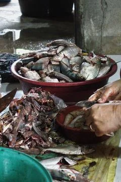 Various types of fish and hands holding cleaned knives Stockfoto's