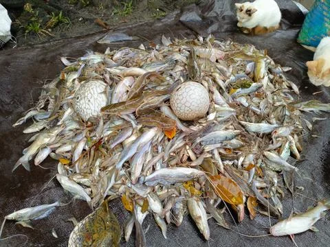 Various types of fish caught Stock Photos