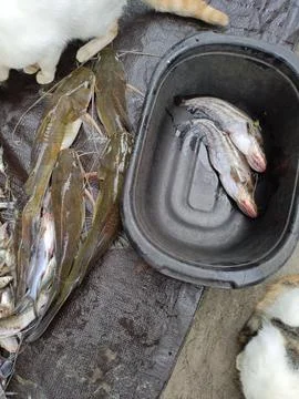 Various types of fish caught Stock Photos