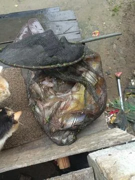 Various types of fish caught Foto stock