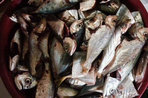 Various types of fish that have been cleaned Photos