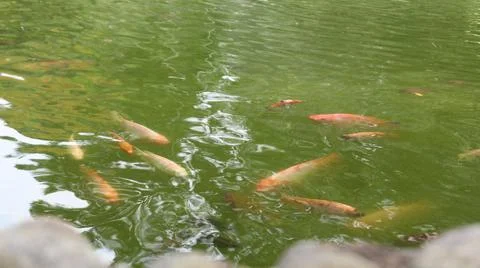 Various types of fish in the pond Stock Photos