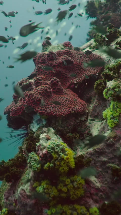 Various types of fish swimming among corals Video stock 268303828