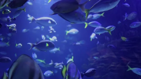 Various types of Fish Swimming inside a Big Blue Aquarium Tank Stock Footage 221581990