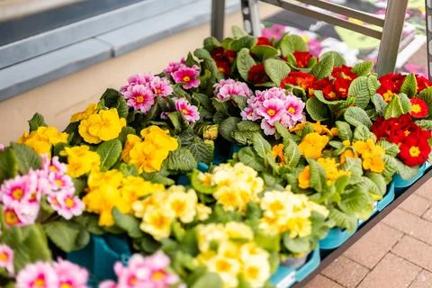 Various types of flowers are displayed in pots on a metal stand outside a s.. Stock Photos