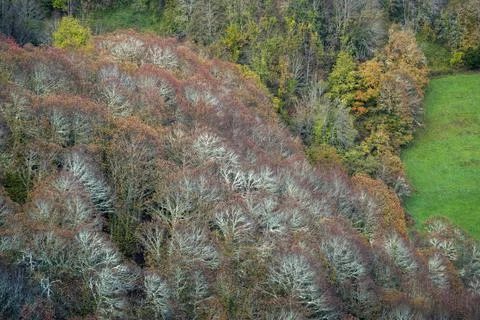 Various types of forest present different appearance at the end of autumn Stock Photos