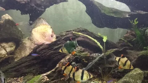 Various types of freshwater fish in an aquarium with nature background Stock Footage 244194464