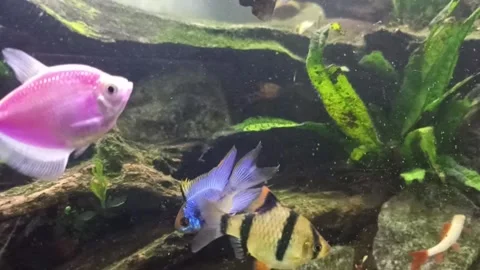 Various types of freshwater fish in an aquarium with nature background Stock Footage 244194469