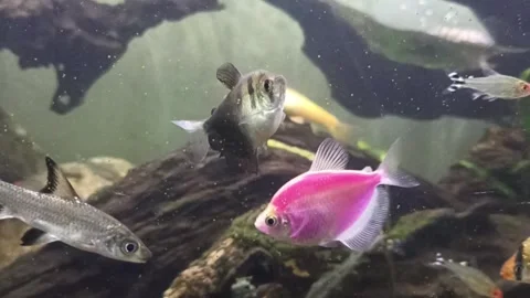 Various types of freshwater fish in an aquarium with nature background Stock Footage 244194498