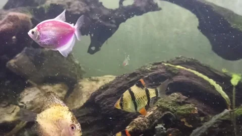 Various types of freshwater fish in an aquarium with nature background Stock Footage 244194512