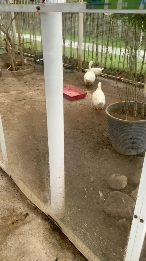 Various types of geese at the zoo Stock Footage 276515844