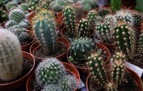 Various types of green cactus pots in the shop Stock Photos