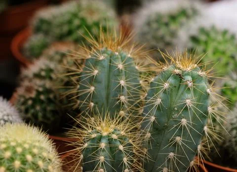Various types of green cactus pots in the shop Stock Photos