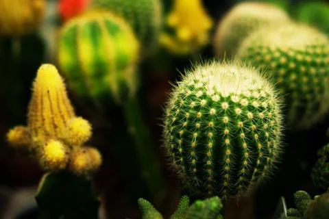 Various types of green cactus pots in the shop Stock Photos