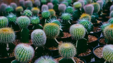 Various types of green cactus in pots 스톡 사진